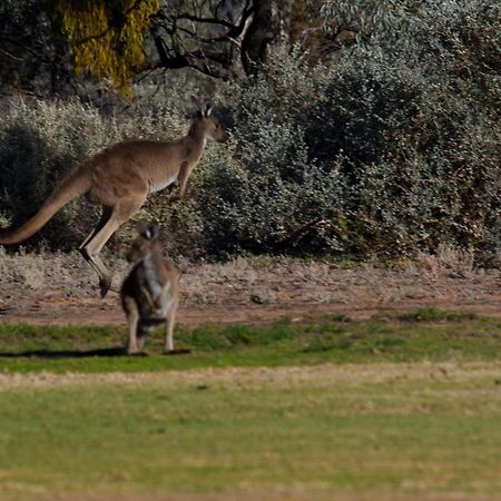 Renmark Country Club Eksteriør billede