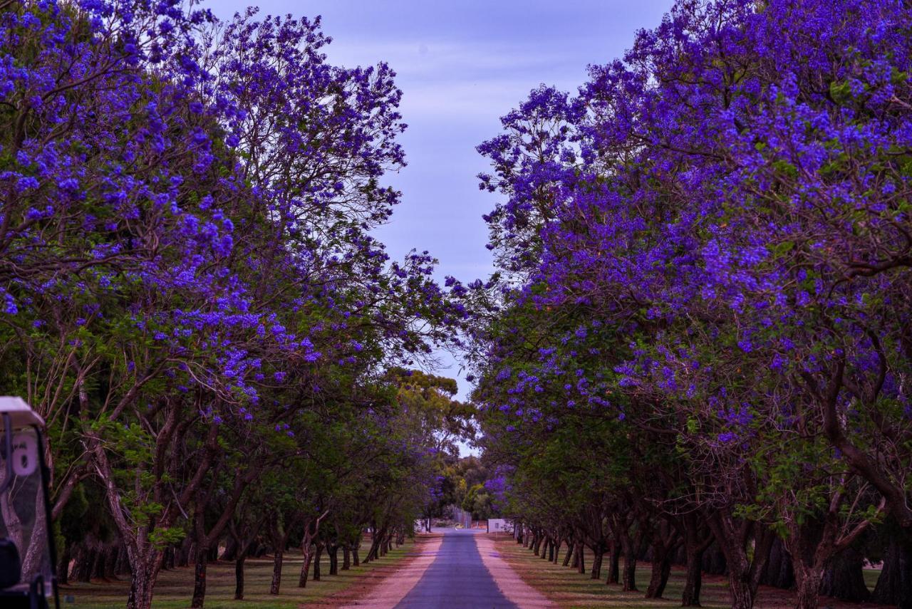 Renmark Country Club Eksteriør billede