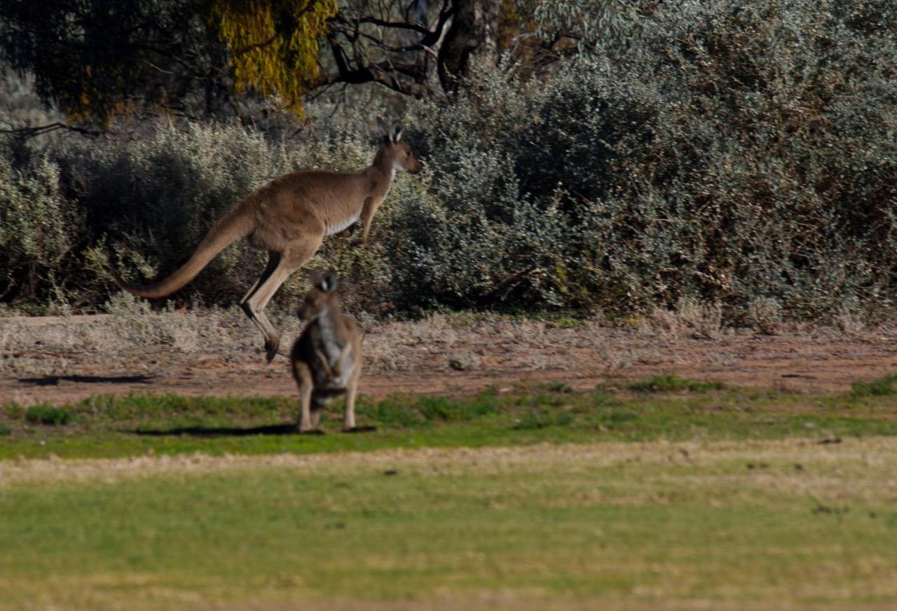 Renmark Country Club Eksteriør billede